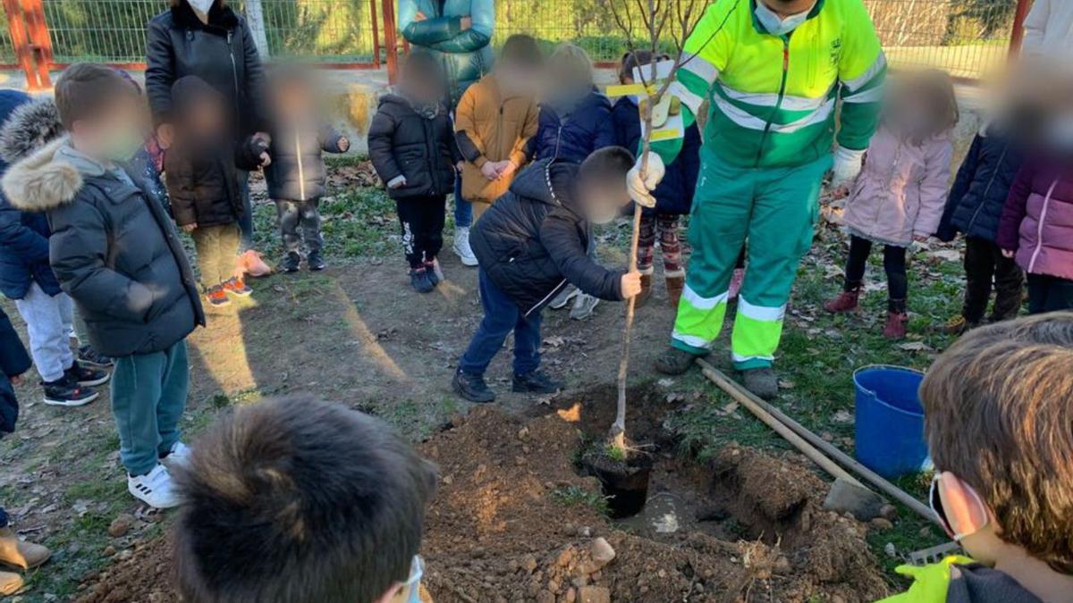 Un niño ayuda a plantar uno de los árboles.