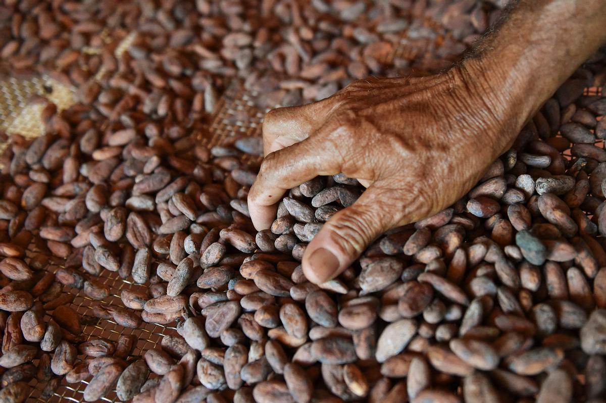 Desde hace diez años en Guerima, Colombia, los árboles de cacao reemplazan a los arbustos de coca en este departamento del tamaño de Guatemala, fronterizo con Venezuela. Está lejos de la bonanza que trajo el ingrediente principal de la cocaína, pero se ha convertido en una fuente estable de ingresos.