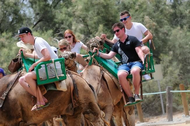 Reportaje excursiones con camellos en las Dunas ...