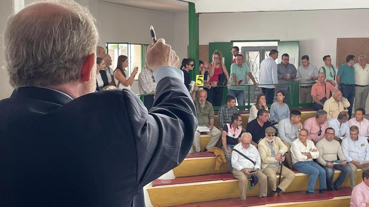 José Antonio Pérez, secretario de la Asociación de Nacional de Ganado Retinto, fue el subastero de la raza.