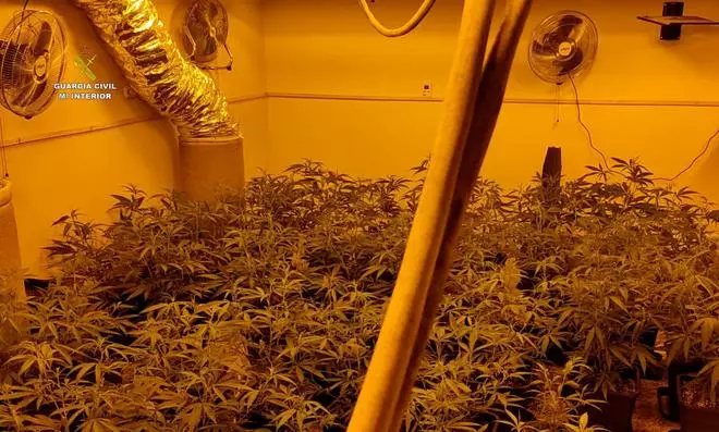 Descubren una plantación de marihuana durante un desahucio en Orihuela Costa