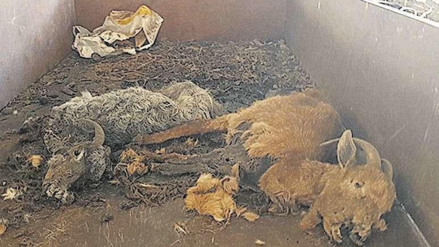 Restos de animales muertos en la granja. // Guardia Civil