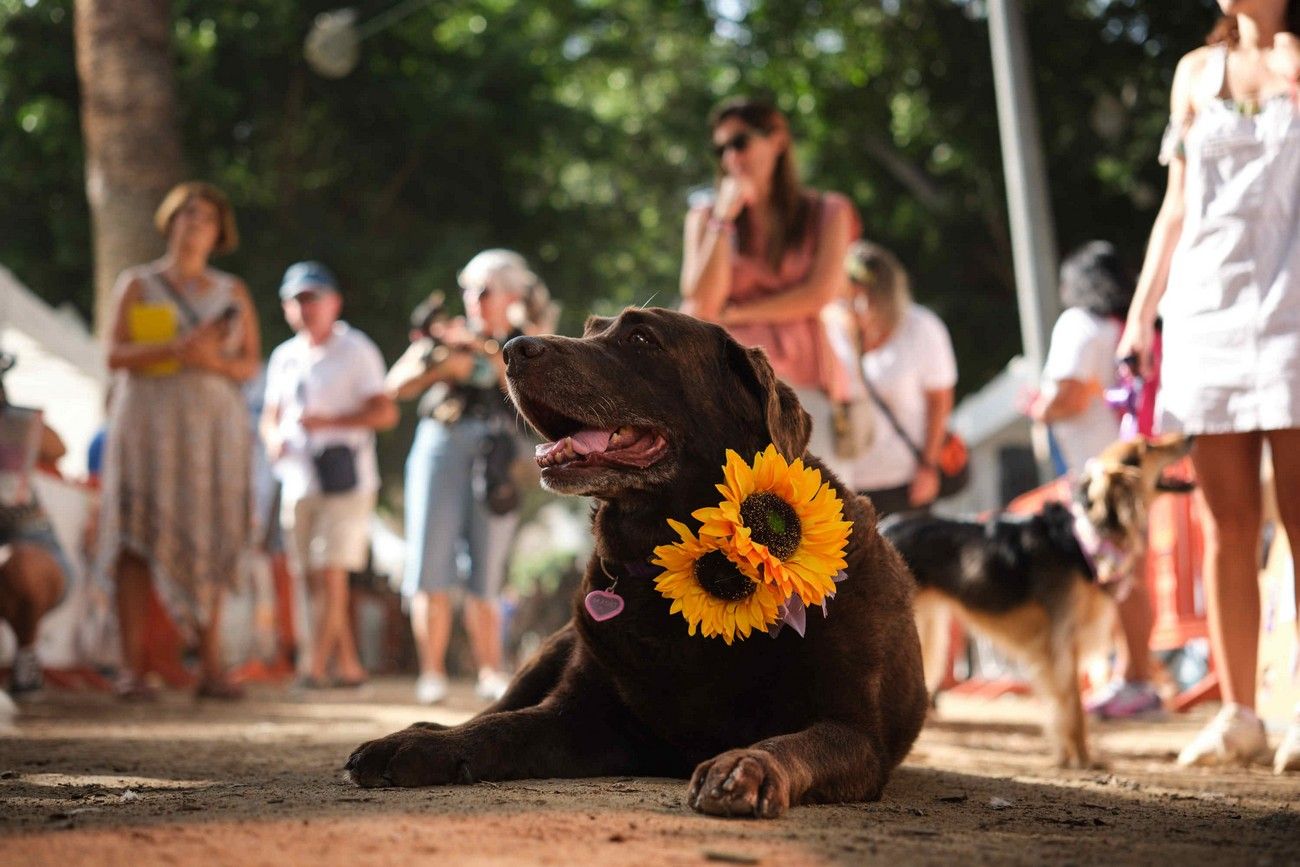 Día de los Animales en Santa Cruz