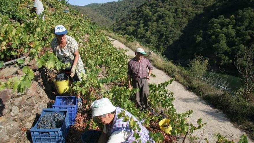 Recolección de uva en la Ribeira Sacra. // Jesús Regal