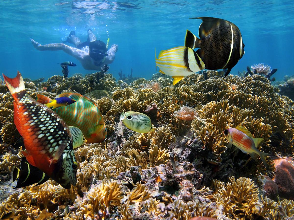 Snorkeling en un jardín de coral con coloridos peces tropicales, en el mar Caribe.