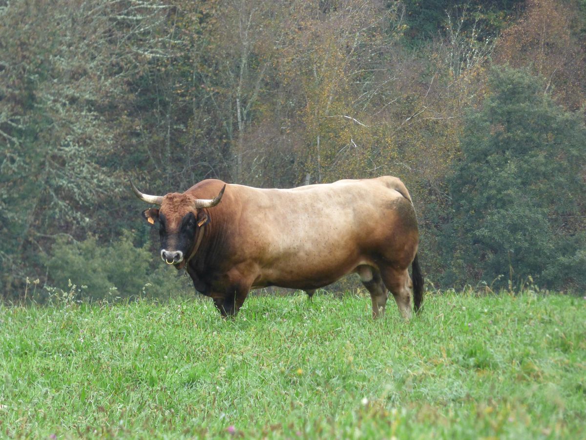 &quot;Barroso&quot; en el prado en el que pasta con un rebaño de vacas.