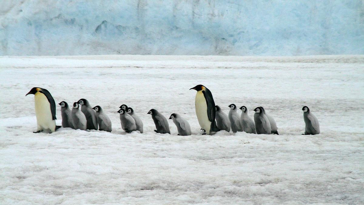 Un grupo de pingüinos emperadores en la Antártida.