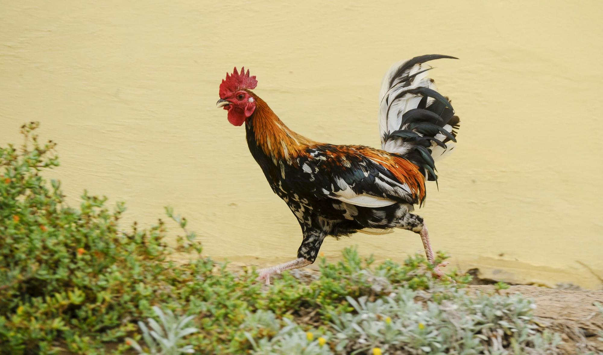 El Ayuntamiento retira los gallos de La Paterna tras varias quejas vecinales y antes de aplicar la desratización