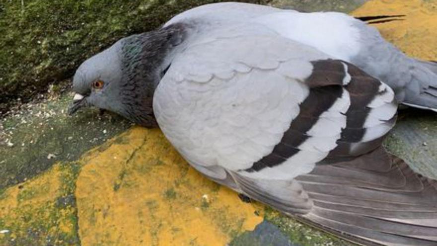 Paloma muerta en Betanzos.