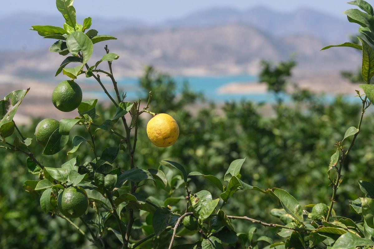 Exploación de limoneros en Orihuela, en una imagen de archivo.