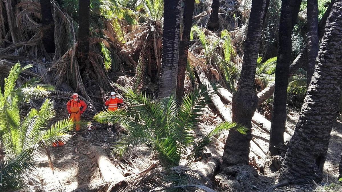 Dos operarios, ayer, durante una pausa, en el palmeral de Ingenio de Santa Lucía, en la zona llamada de Marondo. | | M. Á. M.