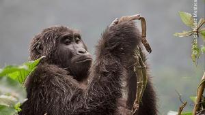 zentauroepp45834057 ricardo n  ez montero  espa a   categor a comportamiento de 181110132333