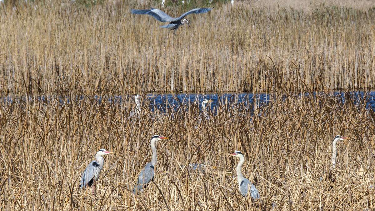 El Recuenco, un paraíso para las garzas