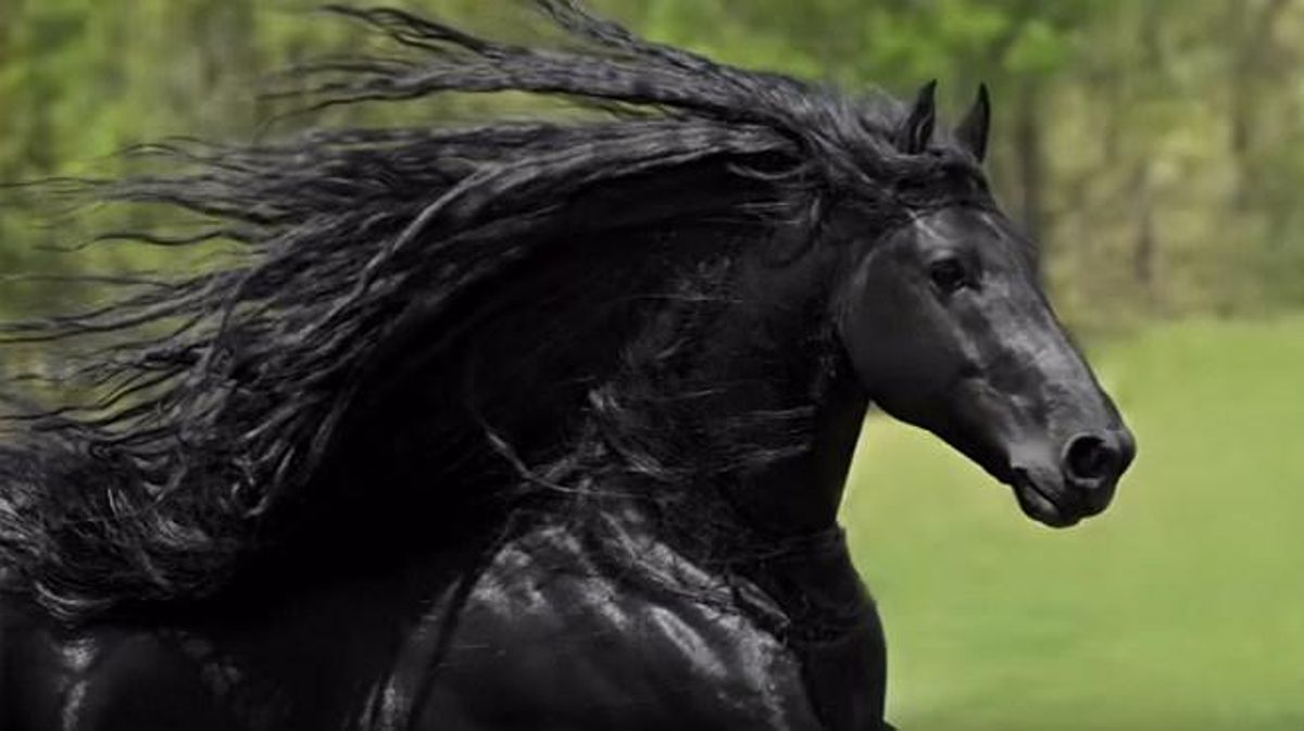 El frisó Frederik el Gran acumula a Facebook gairebé 13.000 seguidors.