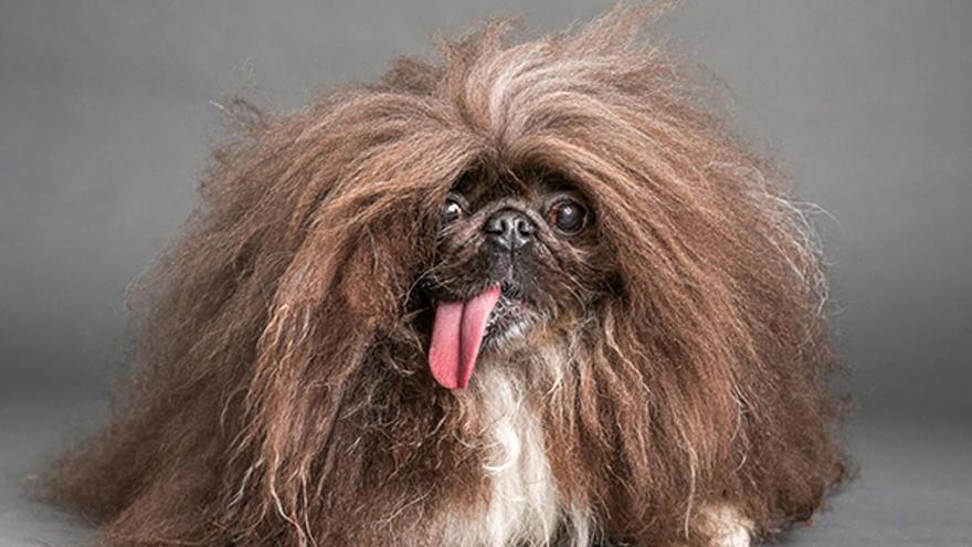 Razas de perros feos: descubre cuáles son las razas de perros que tienen un &#039;encanto&#039; único