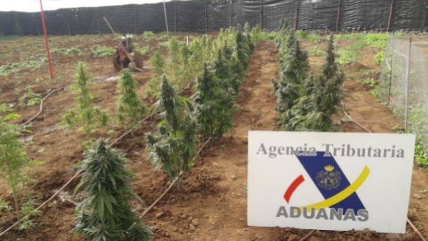 Descubren una finca de marihuana en Agüimes