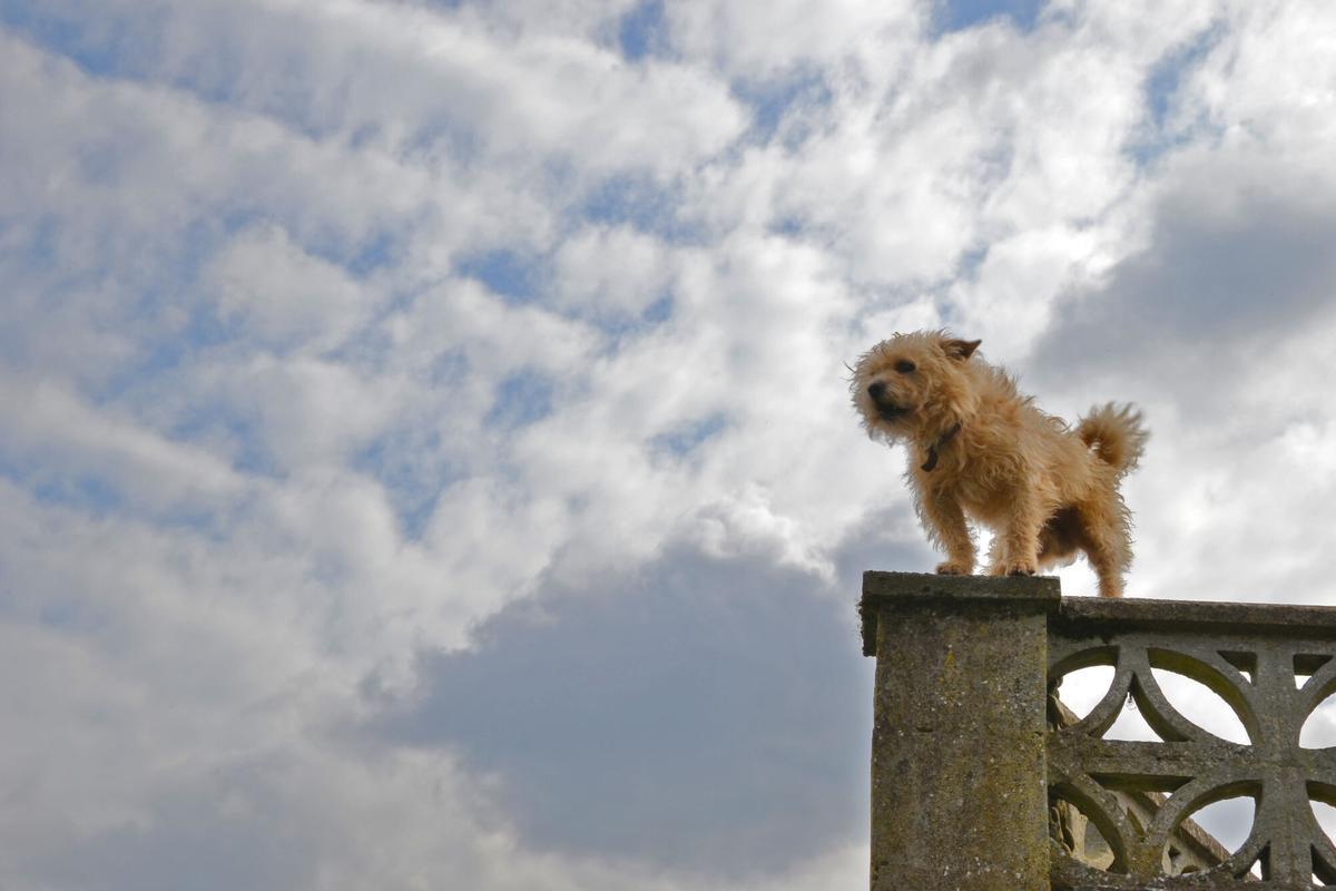 Un perro en el muro de la casa familiar