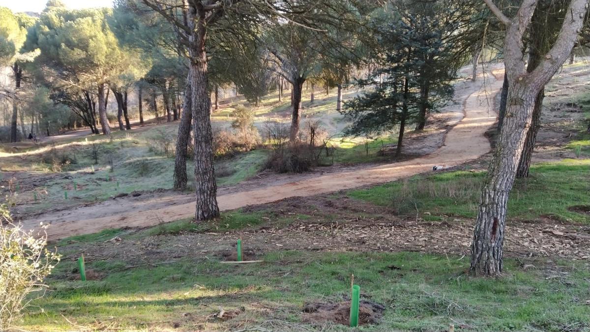 Resultados del plan Renaturaliza en el bosque de Valorio de Zamora: plantación de 4.400 árboles