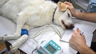 Detenida una falsa veterinaria que presuntamente causó la muerte de animales en Santa Coloma de Farners