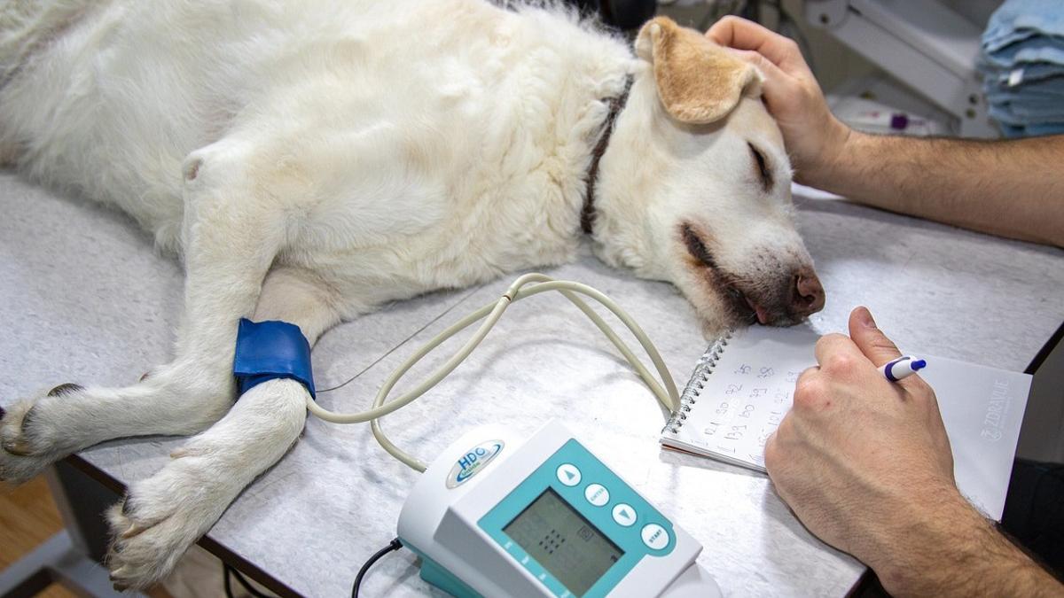 Un veterinario examina a un perro tumbado en una camilla