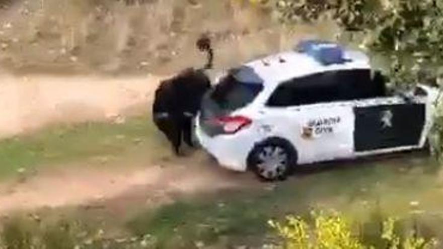 Un toro se escapa y embiste contra varios coches de la Guardia Civil