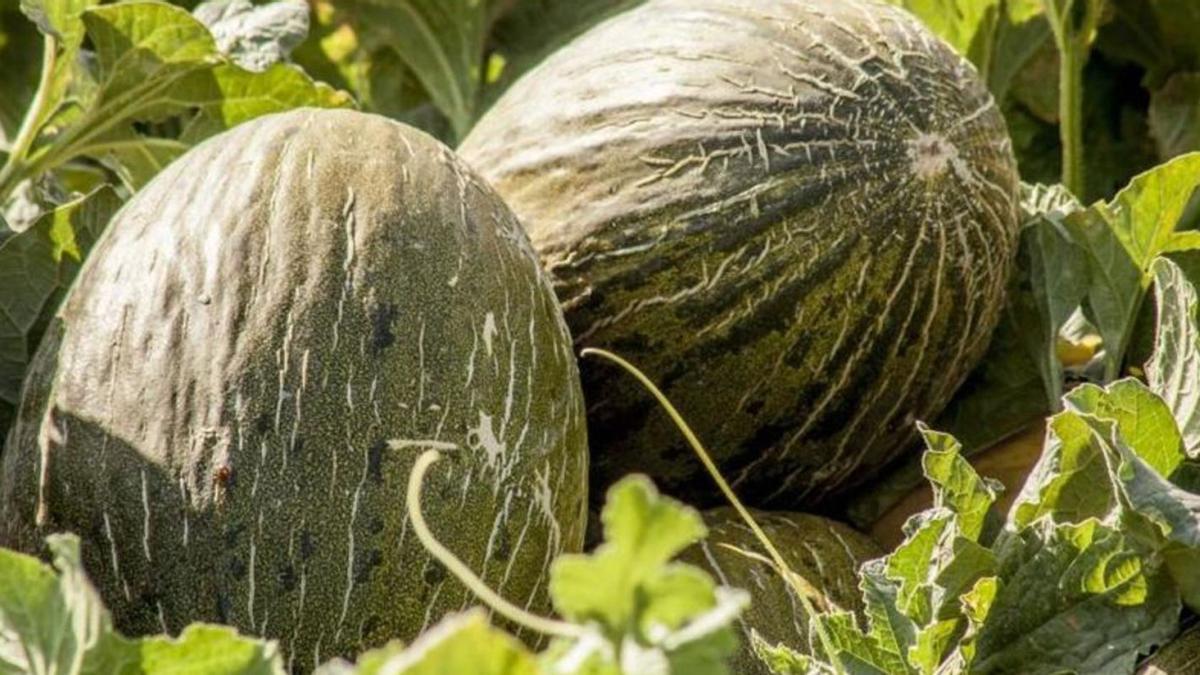 El Melón de Murcia un tesoro gastronómico exportado a todo el mundo