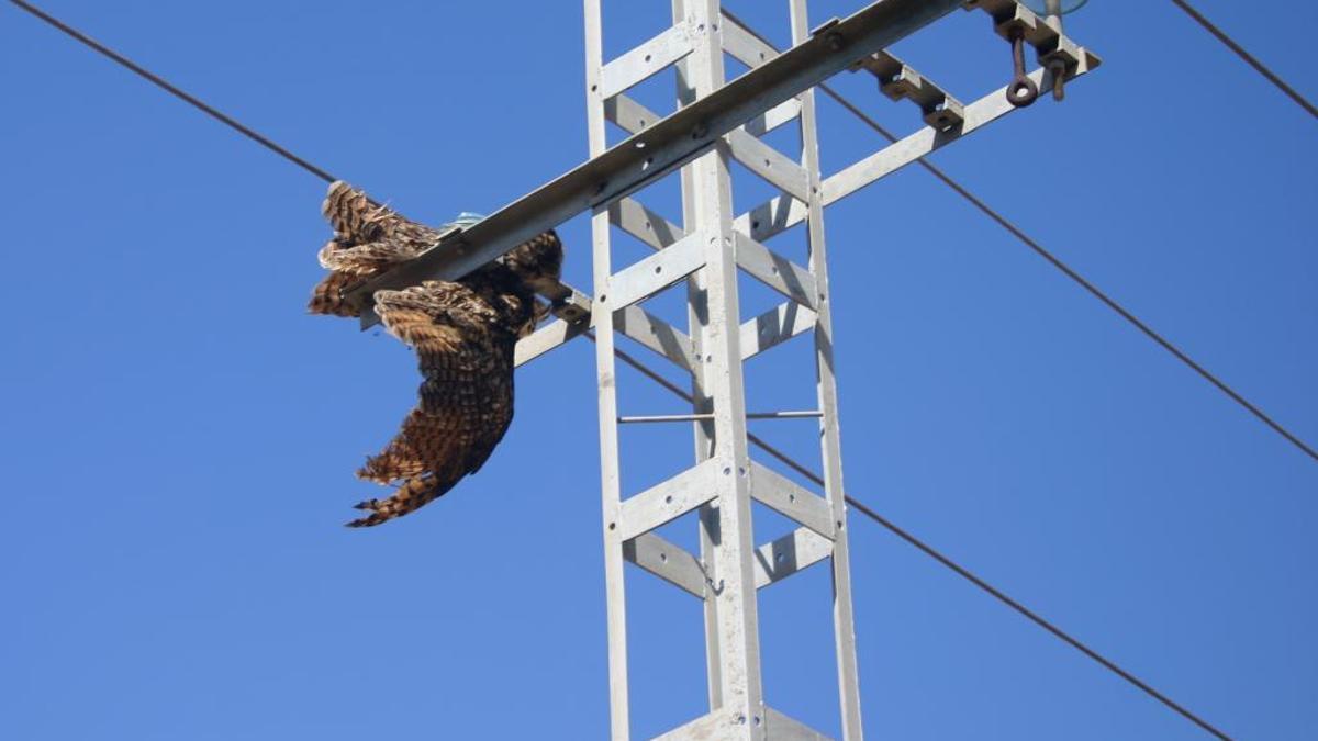 Búhos real muerto en un poste eléctrico en Castelló de Rugat