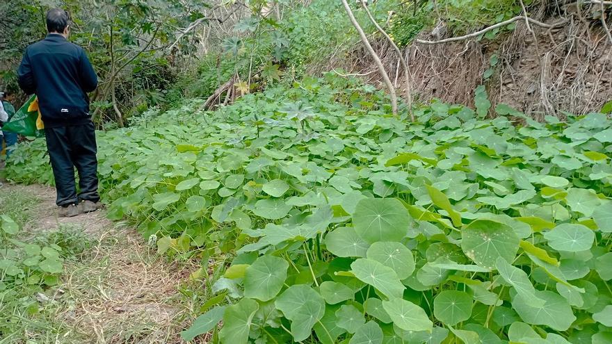 Basuraleza en el idílico arroyo de los Ángeles