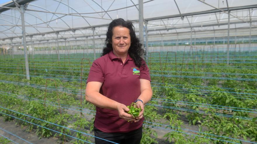 Los pimientos de Horsal ya se consumen en Alemania, Holanda, Francia y Reino Unido