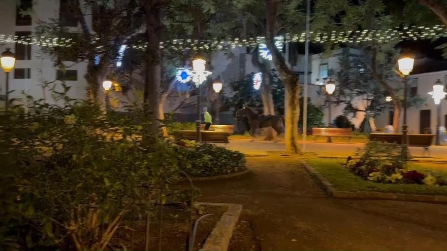 Un caballo hace footing por el centro de Icod