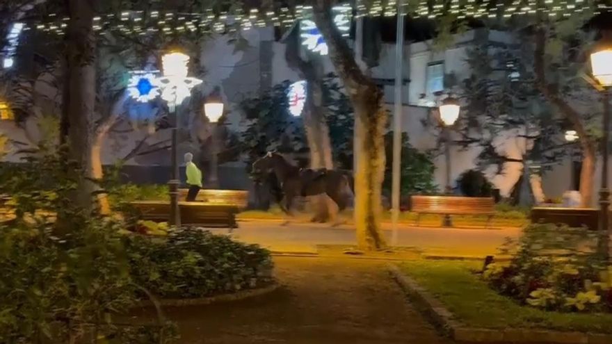 Un caballo hace footing por el centro de Icod