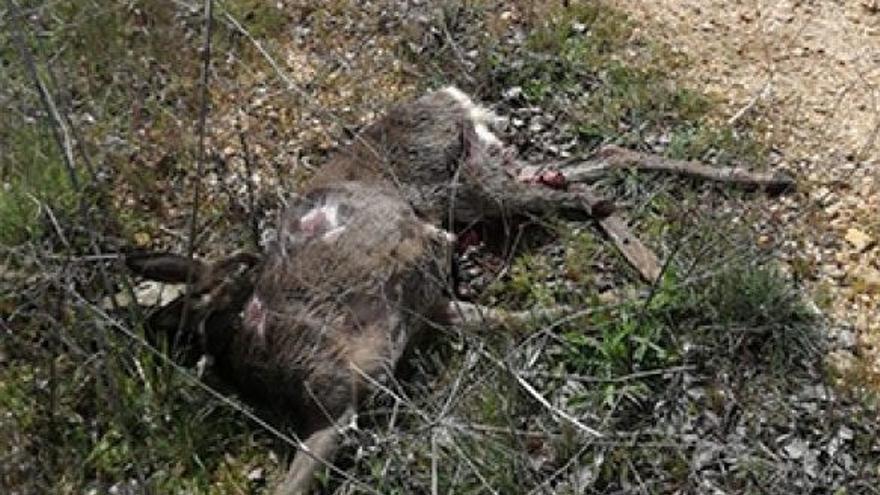 La impactante imagen de una corza preñada que perdió su feto en un atropello en Benavente