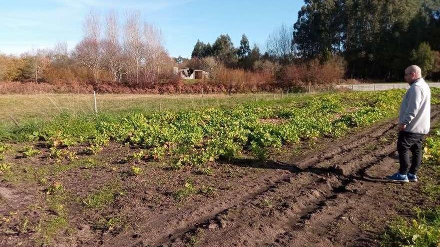 Alejandro García, ayer, tras descubrir nuevos daños en una de las fincas de la sociedad.