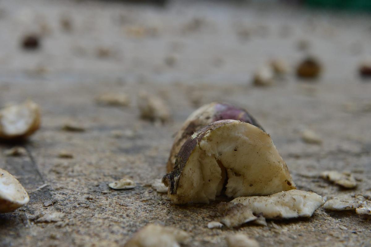 Fotogalería | Lluvia de nabos en Piornal para el Jarramplas