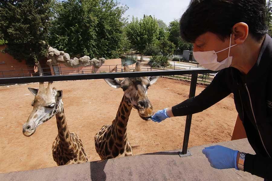 Coronavirus en Córdoba: los animales del zoológico siguen con su rutina diaria