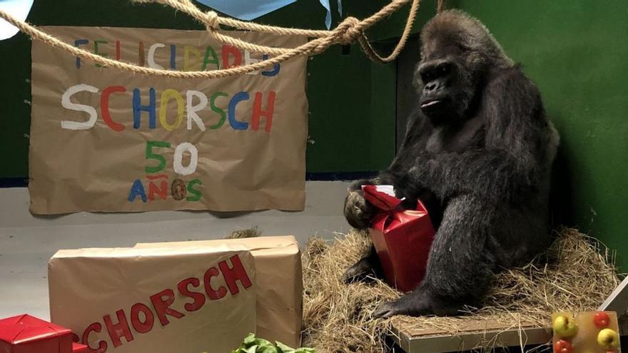 Muere Schorsch, uno de los gorilas del Loro Parque