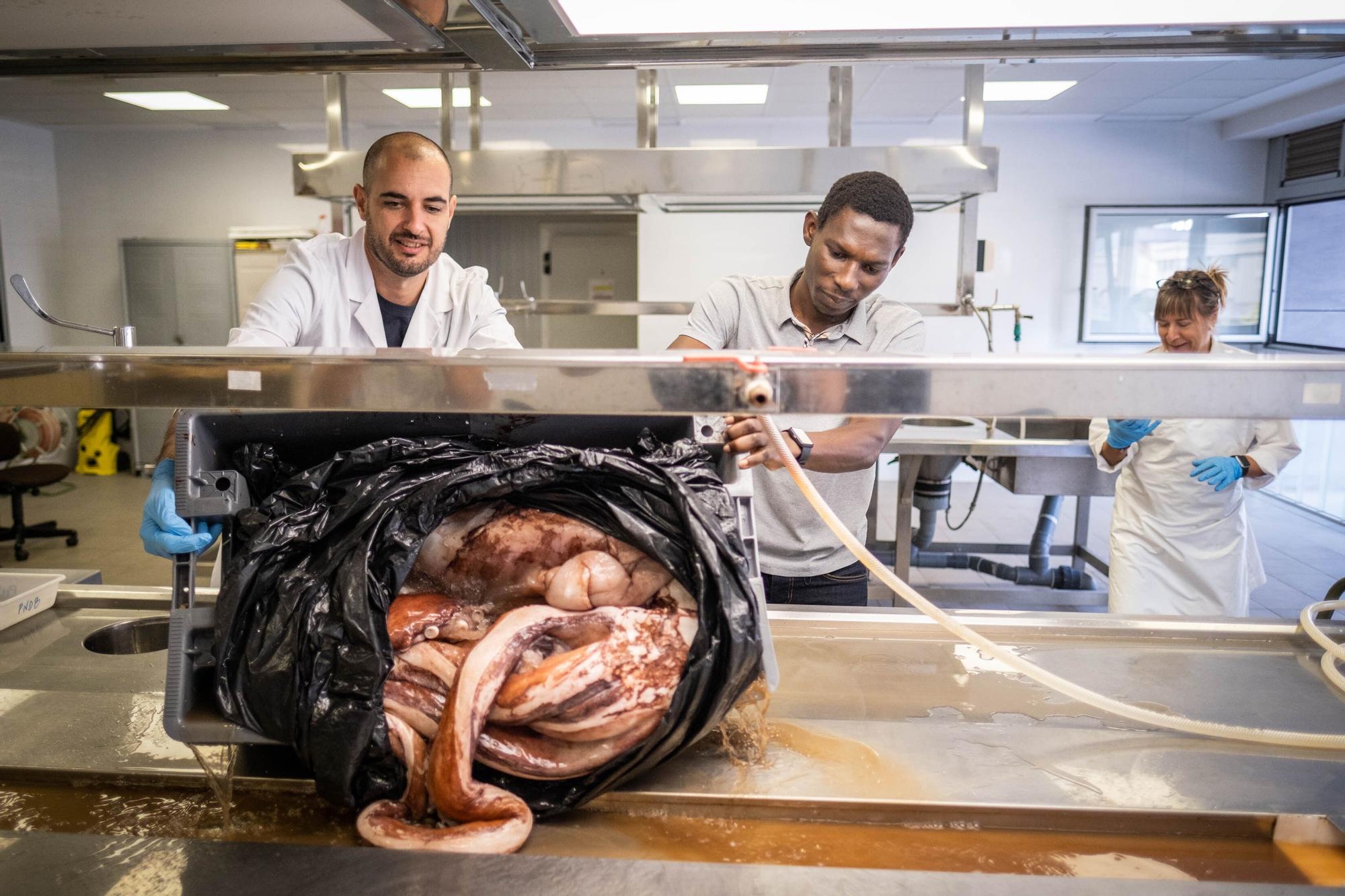 Necropsia de un calamar gigante hallado en aguas de Canarias