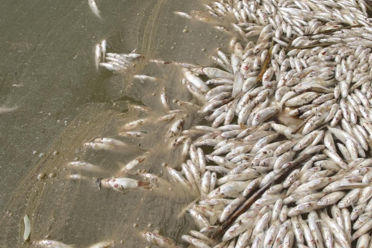 La mancha de orujo deja cientos de peces muertos en el Guadalquivir.