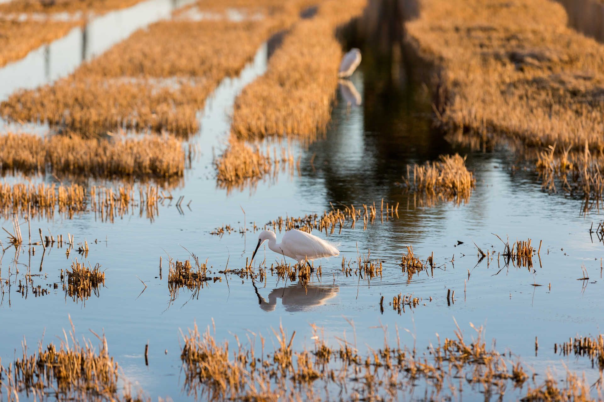 Parque natural de l'Albufera