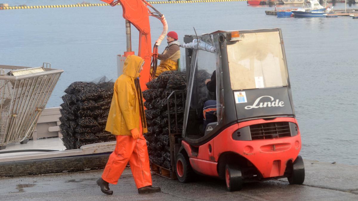 El proyecto pretende electrificar el sistema de cultivo y manipulación del molusco.