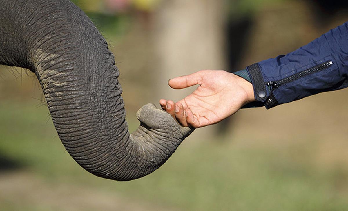 Un visitant acaricia la trompa d’un elefant que busca menjar a Sauraha, Chitwan, Kàtmandu.