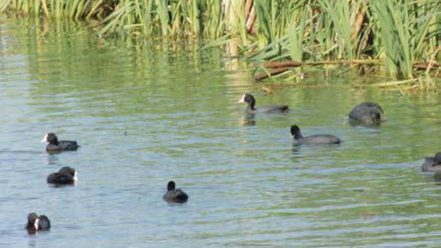 Ejemplares de aves en el embalse de Sabón.