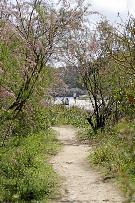 Der Naturpark Mondragó gehört zu den schönsten Ecken der Insel. Ein Besuch, jetzt, wo es noch nicht so voll ist.