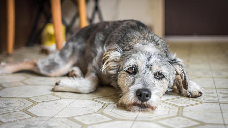 Miden la hormona del estrÃ©s en el pelo de los perros y sus dueÃ±os.