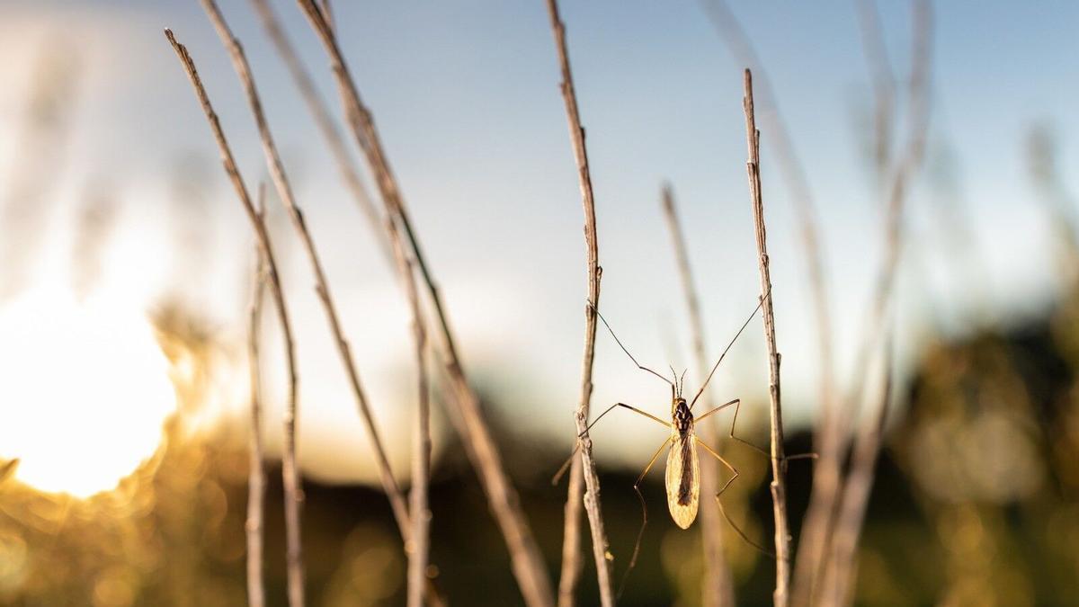 Los municipios andaluces con riesgo bajo de Fiebre del Nilo tendrán un Plan de Control de Mosquitos.