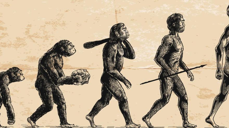 Evolución humana.