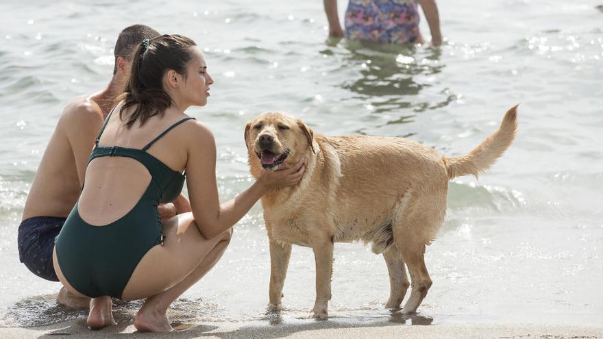 La playa para perros de Aguamarga en una imagen reciente