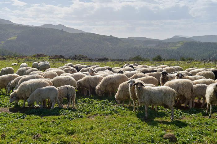 Gáldar. Quesería cortijo de Galeote, en Lomo del Palo.