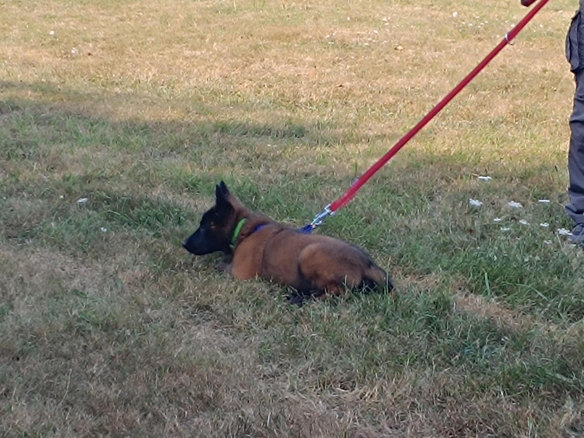 Así entrenan los nuevos integrantes de la Unidad Canina de Rescate del Principado