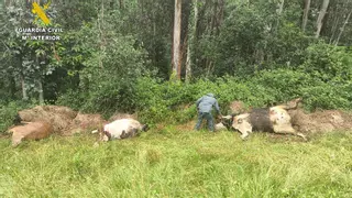 A tiros contra las vacas de la vecina por una enemistad: la Guardia Civil investiga a un praviano por matar tres reses